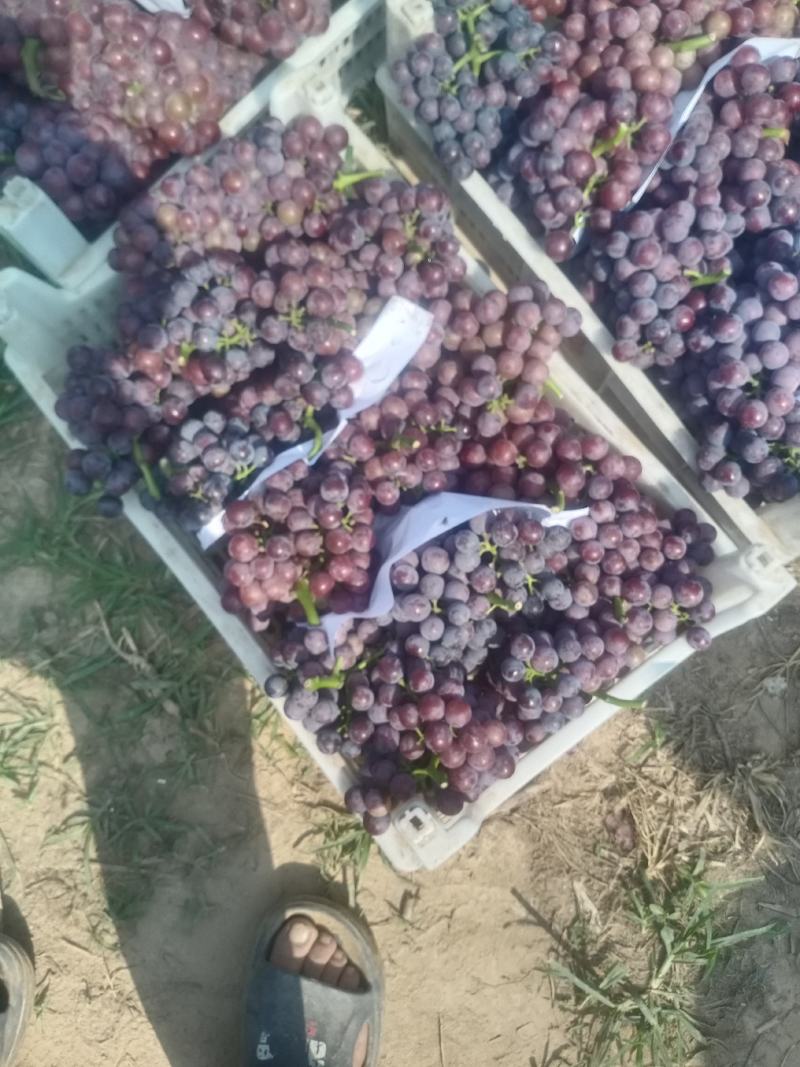 精品巨峰葡萄大量供应