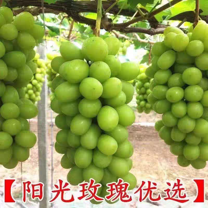 《阳光玫瑰》陕西葡萄/产地直发/电商直播/市场批发