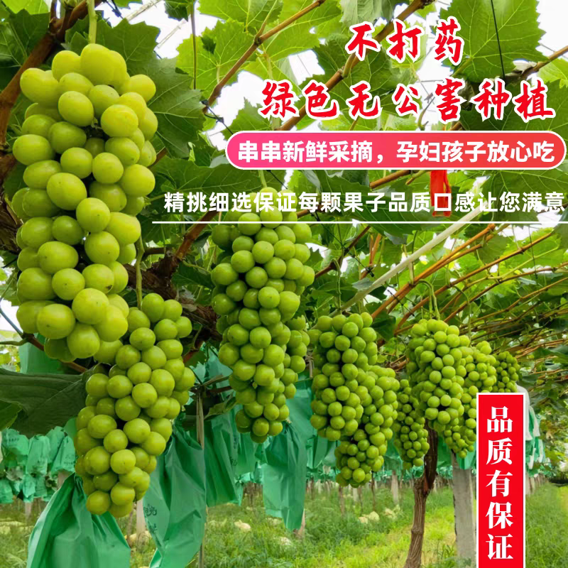 《阳光玫瑰》陕西葡萄/产地直发/电商直播/市场批发