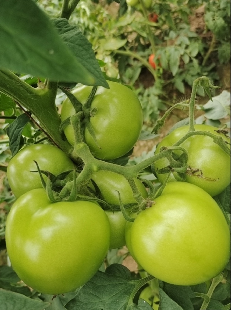 【精选】高山青番茄青西红柿石头番茄基地直供一手货