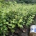 精品苹果枣苗新鲜枣树苗新鲜大量上市成活高量大从优