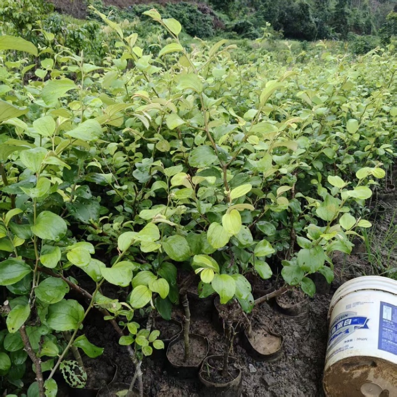 精品苹果枣苗新鲜枣树苗新鲜大量上市成活高量大从优