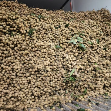 大量石硖龙眼上市电商工厂货商超等产地直发