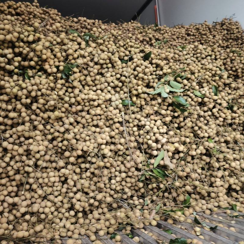 大量石硖龙眼上市电商工厂货商超等产地直发