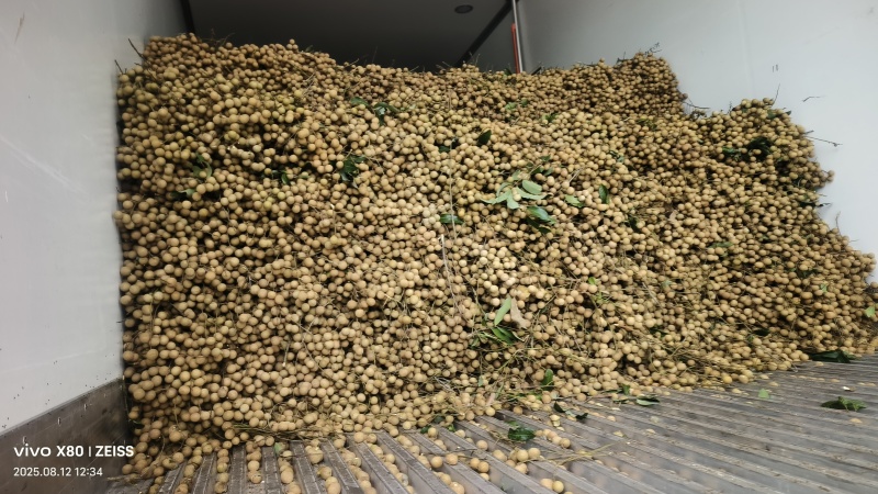 大量石硖龙眼上市电商工厂货商超等产地直发