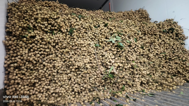 大量石硖龙眼上市电商工厂货商超等产地直发