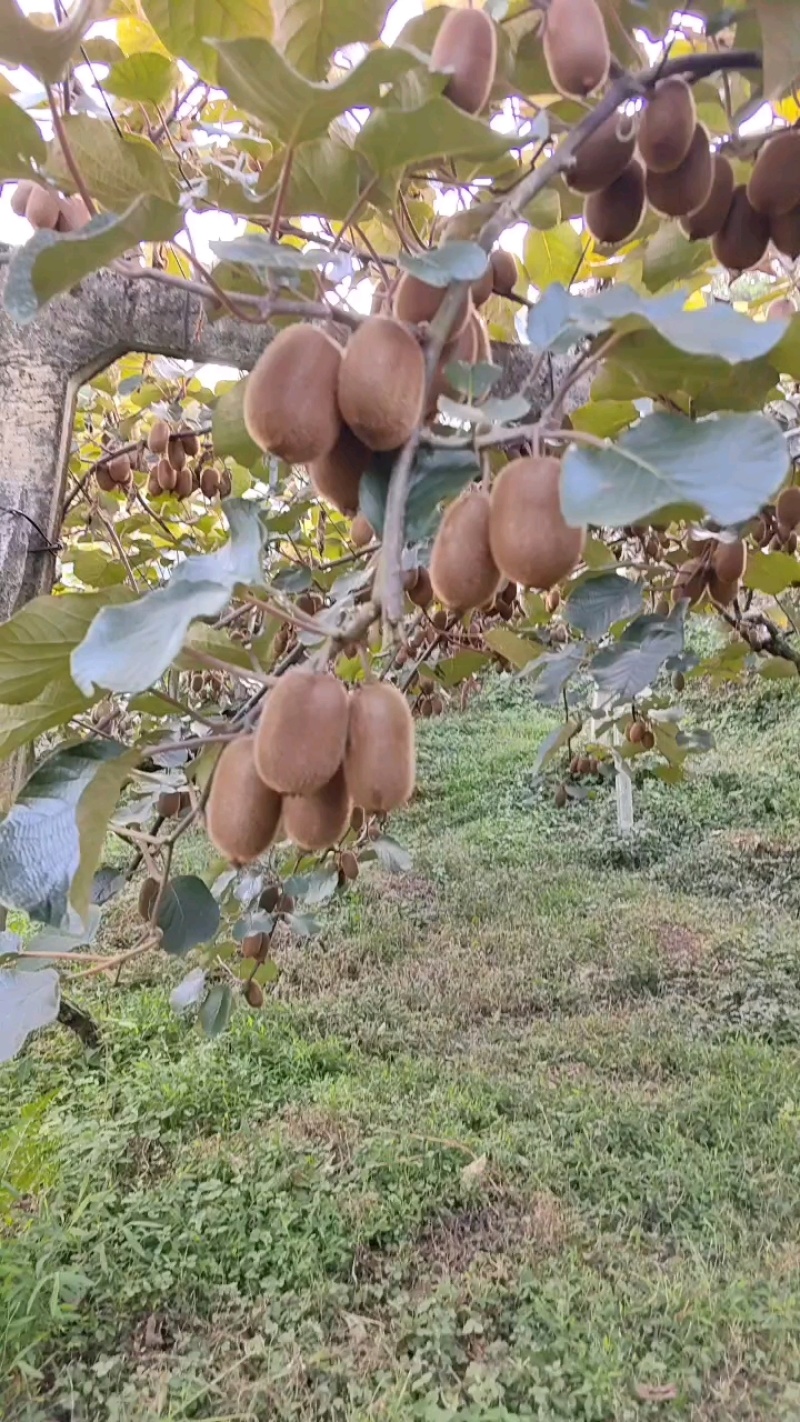 修文贵长猕猴桃