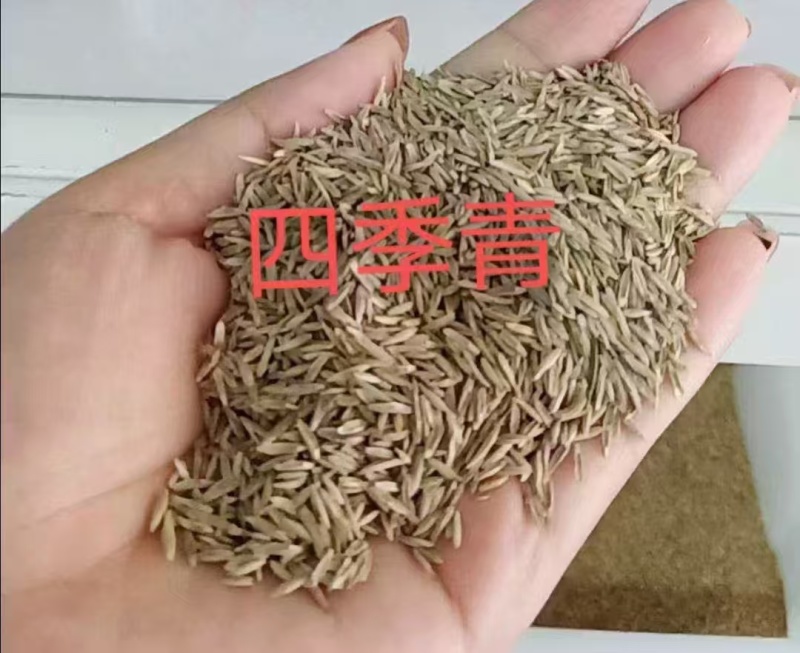草坪四季青草籽四季常青耐寒耐旱耐践踏护坡庭院别墅都适合