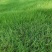 草坪四季青草籽四季常青耐寒耐旱耐践踏护坡庭院别墅都适合