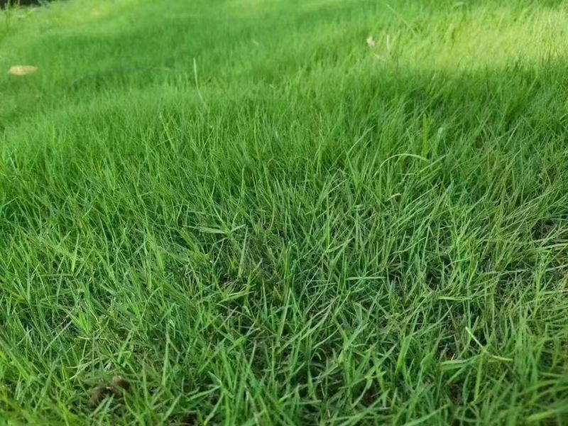 草坪四季青草籽四季常青耐寒耐旱耐践踏护坡庭院别墅都适合
