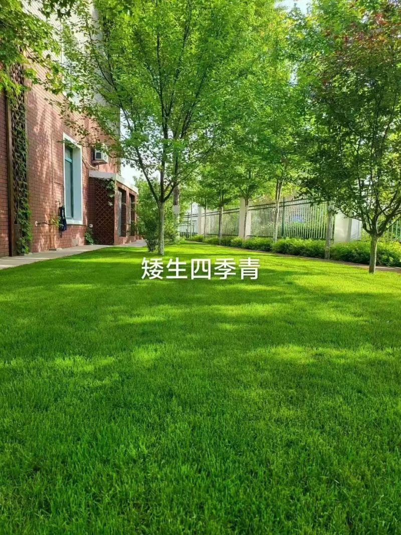 草坪四季青草籽四季常青耐寒耐旱耐践踏护坡庭院别墅都适合