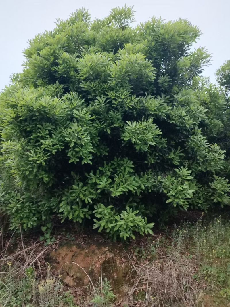8年东魁大树出售