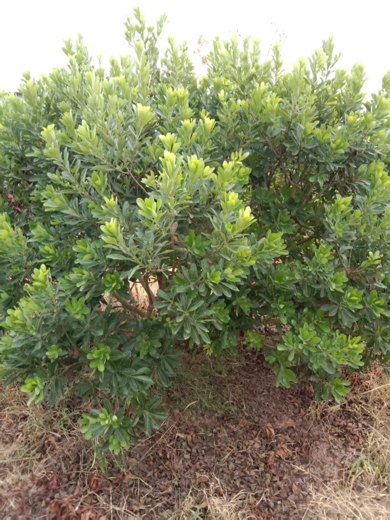 8年东魁大树出售