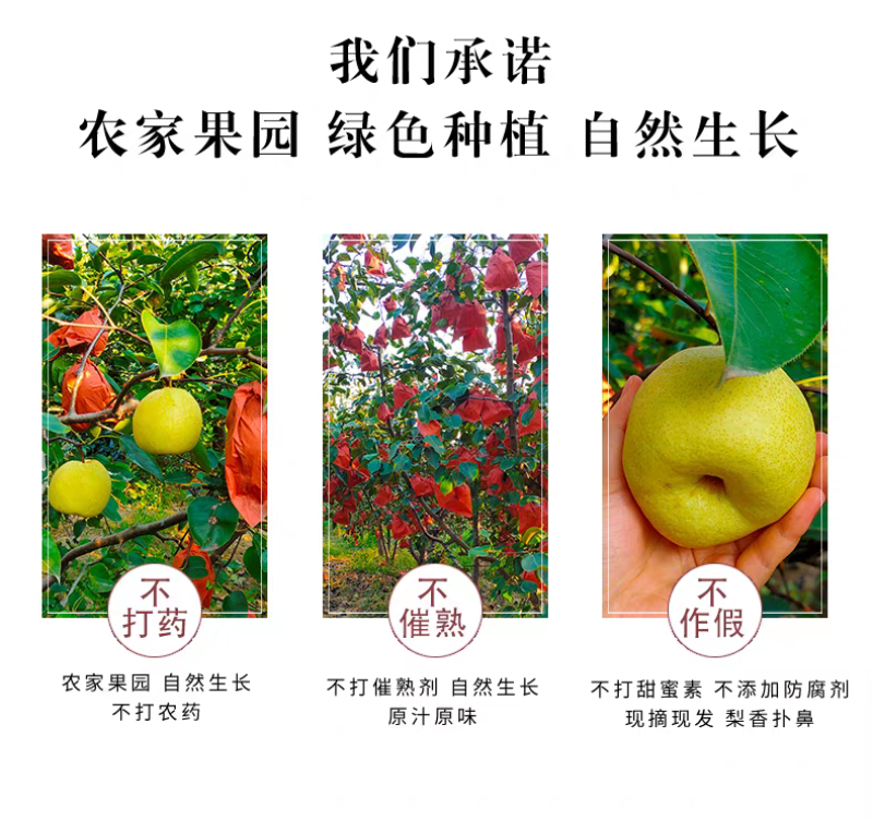 《蒲城酥梨》渭南酥梨/自家种植/产地直发/供应电商市场
