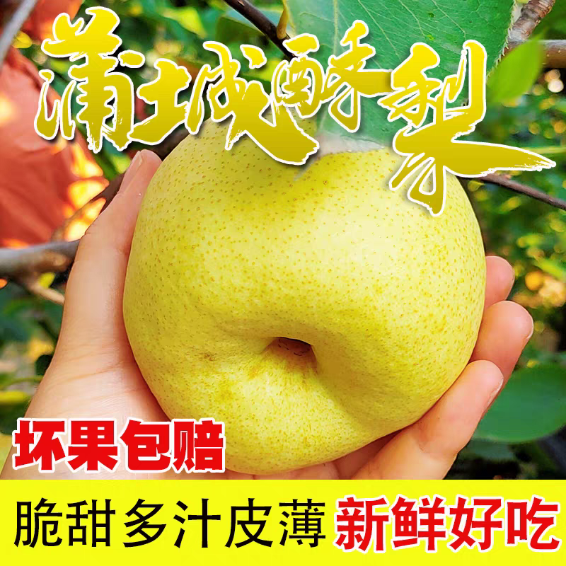 《蒲城酥梨》渭南酥梨/自家种植/产地直发/供应电商市场