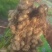 河间水果花生