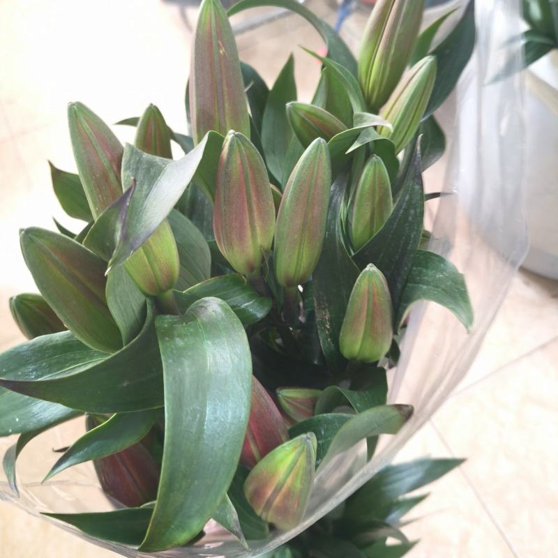 香水百合常年批发，单头，两头，多头，需要的老板联系