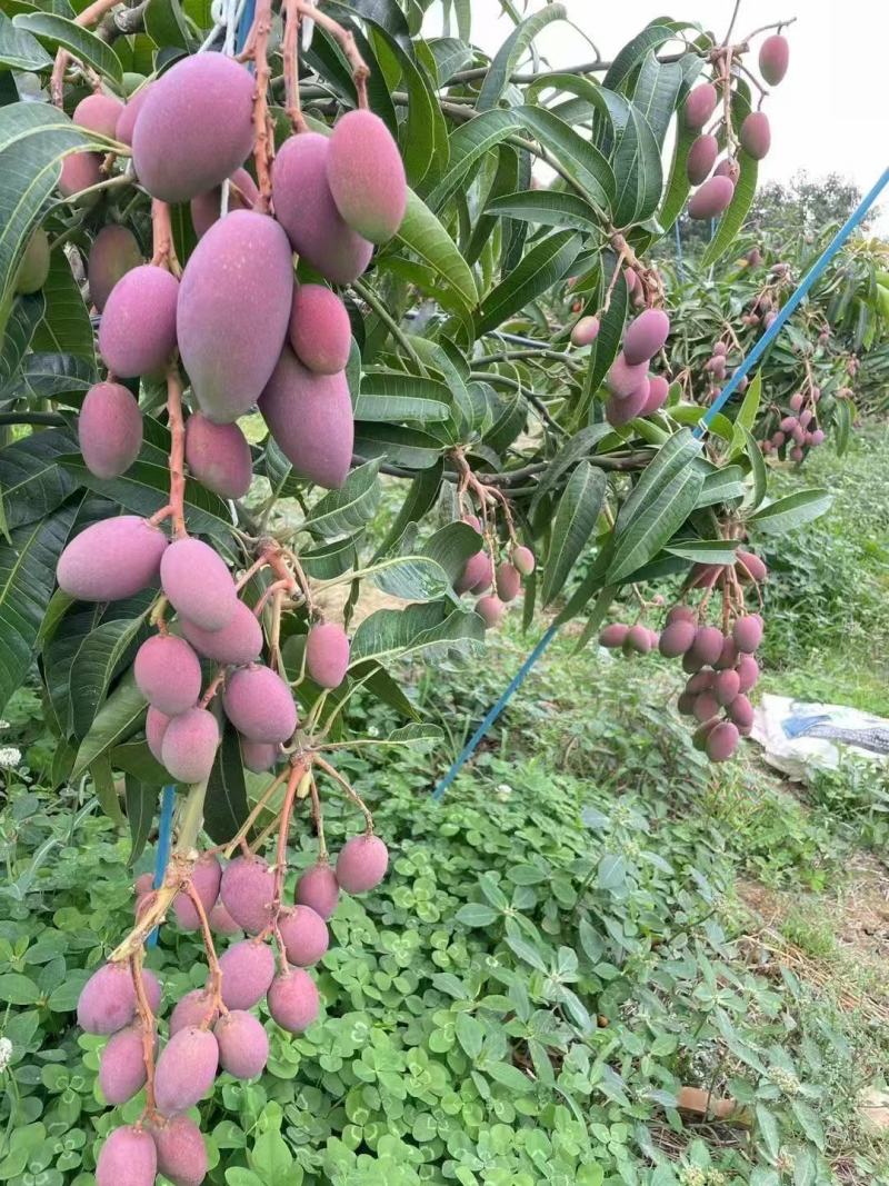 芒果