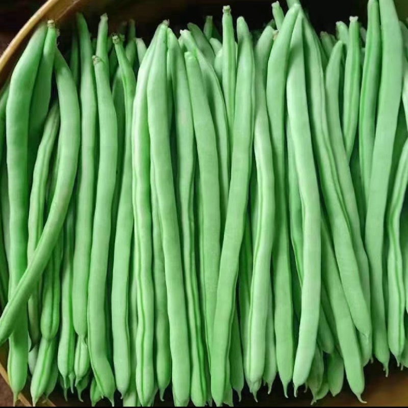 【精选】高山四季豆无筋豆架豆王豆角基地直供