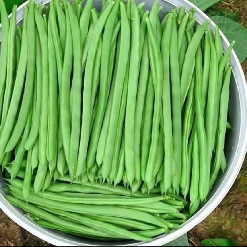 【精选】高山四季豆无筋豆架豆王豆角基地直供