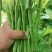 【精选】高山四季豆无筋豆架豆王豆角基地直供
