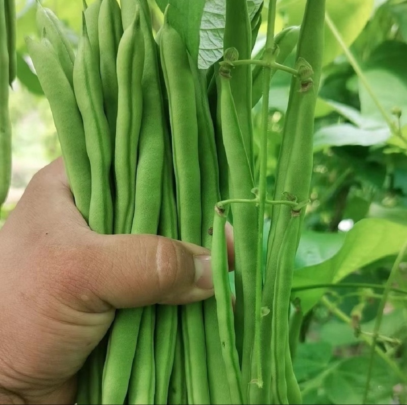 【精选】高山四季豆无筋豆架豆王豆角基地直供