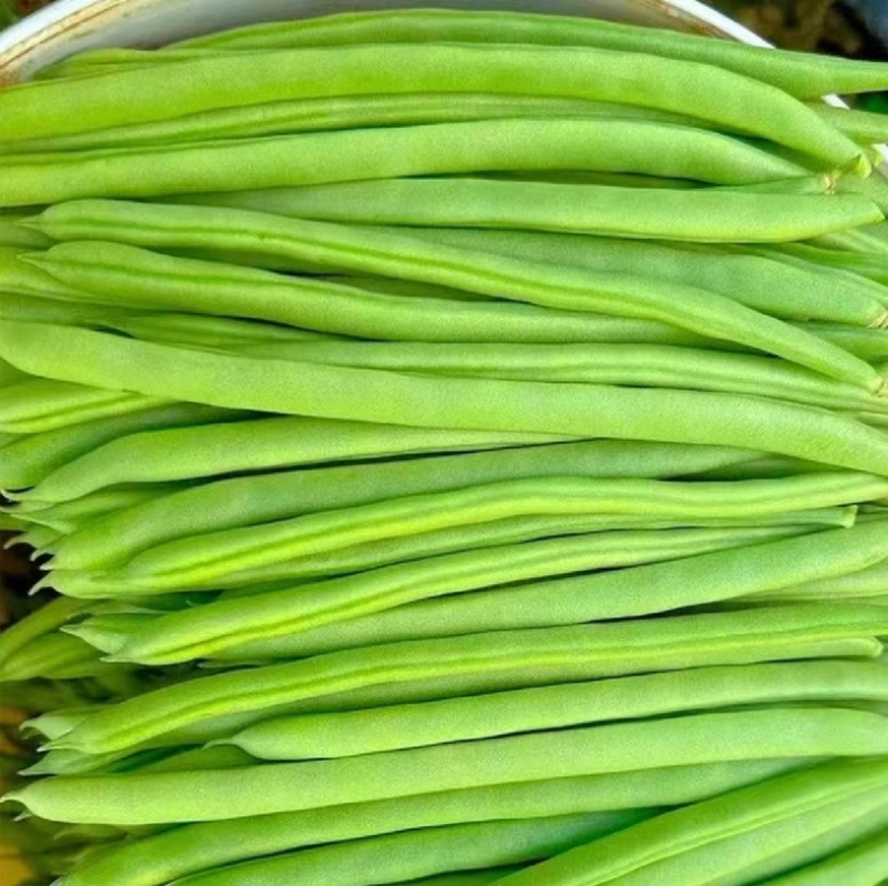 【精选】高山四季豆无筋豆架豆王豆角基地直供