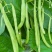 【精选】高山四季豆无筋豆架豆王豆角基地直供