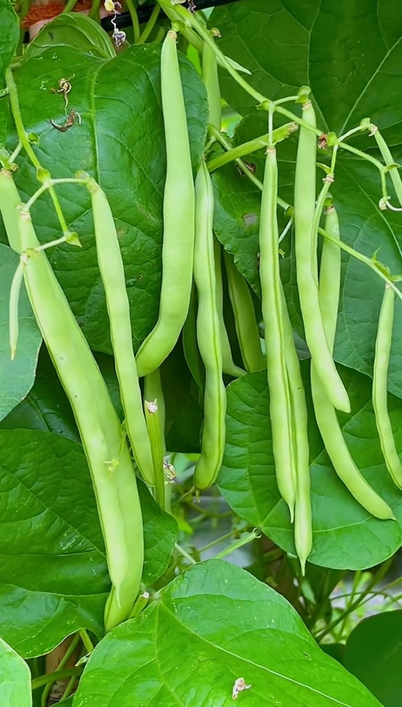 【精选】高山四季豆无筋豆架豆王豆角基地直供
