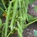 【精选】高山四季豆无筋豆架豆王豆角基地直供