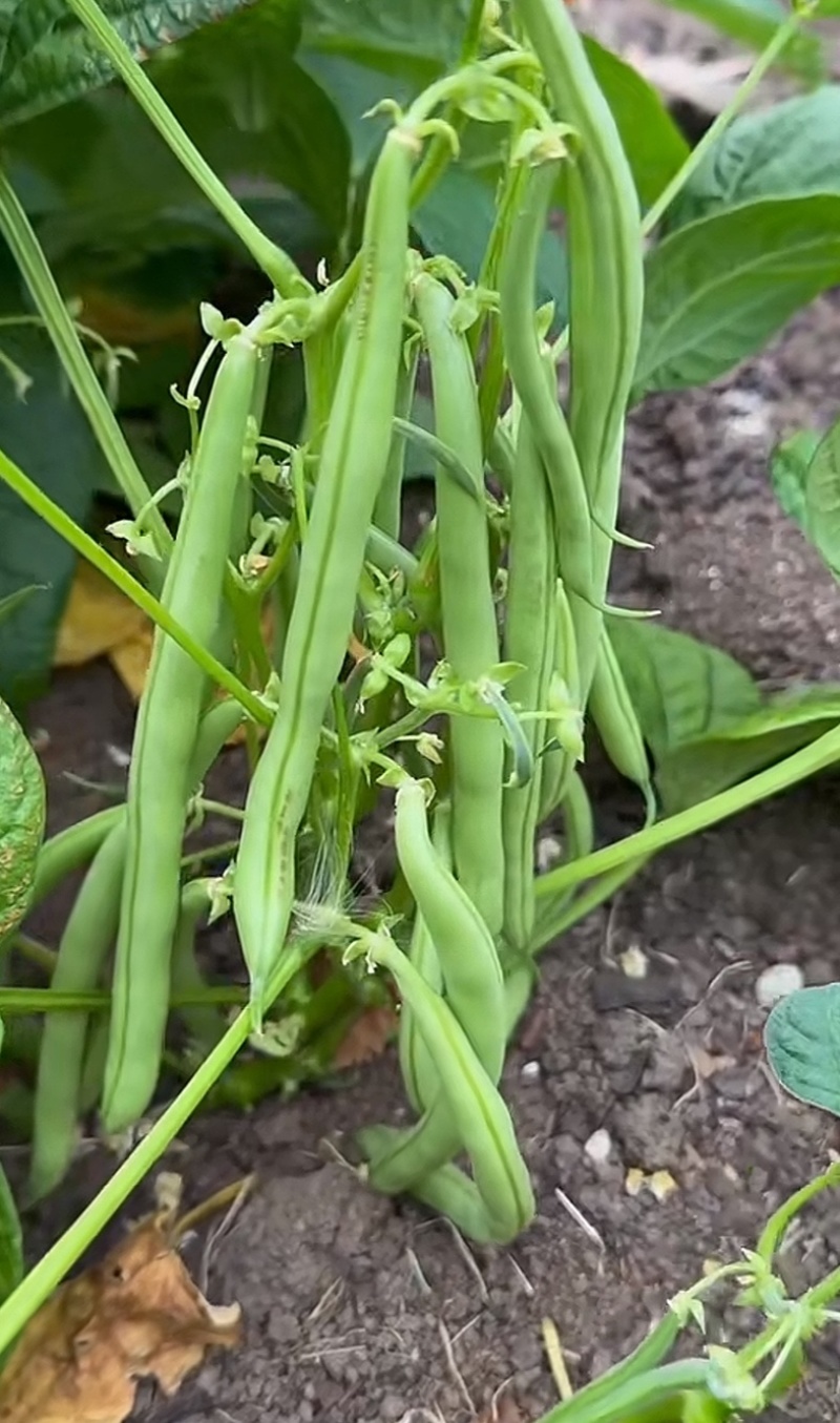 【精选】高山四季豆无筋豆架豆王豆角基地直供