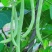 【精选】高山四季豆无筋豆架豆王豆角基地直供