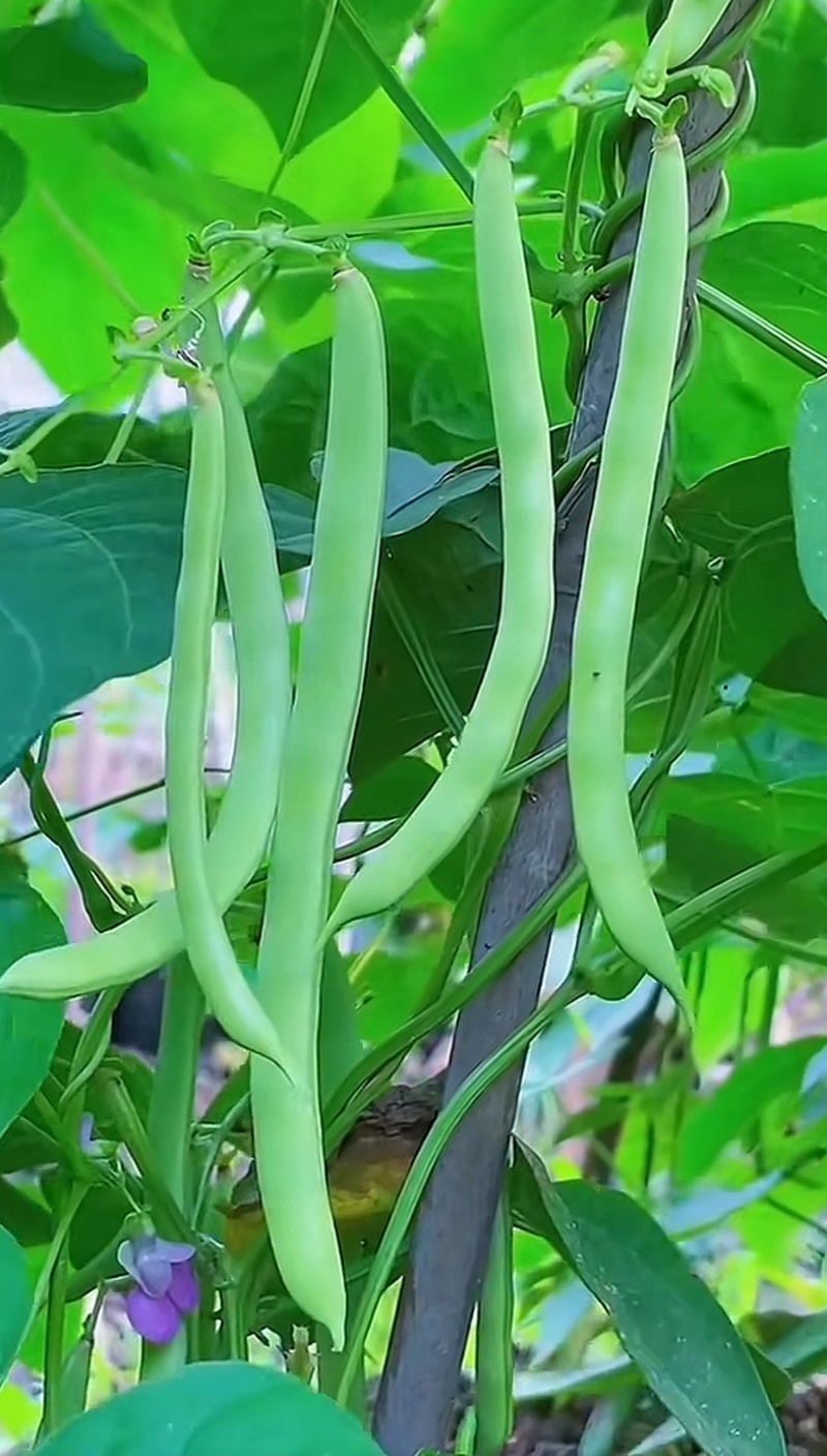 【精选】高山四季豆无筋豆架豆王豆角基地直供