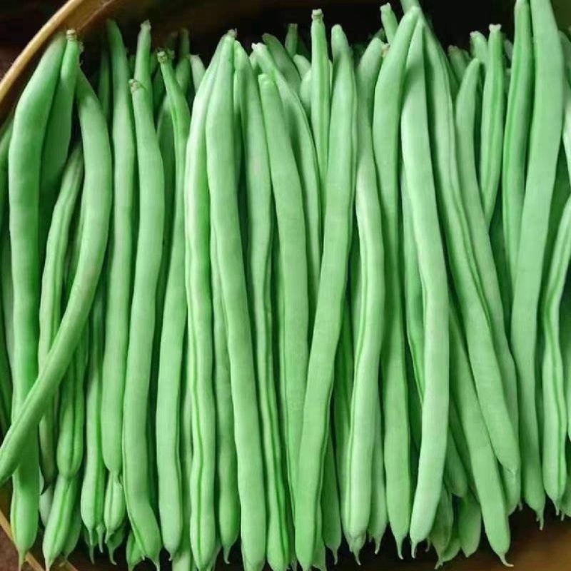 【精选】高山四季豆无筋豆架豆王豆角基地直供