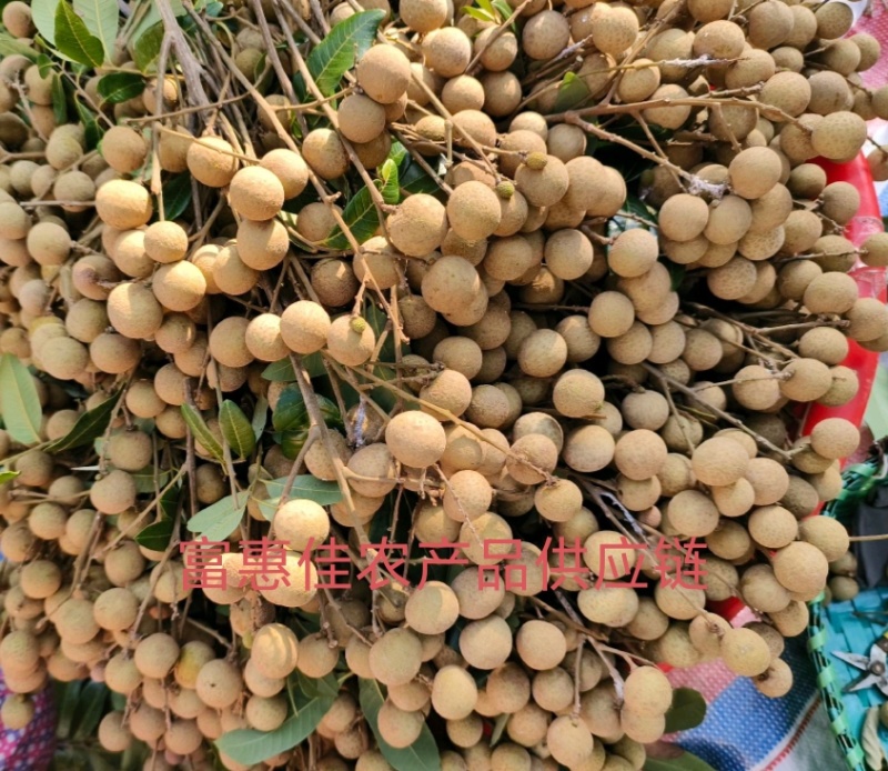工厂石硖统果大量有货产地直发电商商超