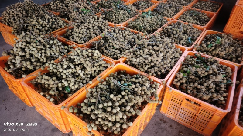 工厂石硖统果大量有货产地直发电商商超