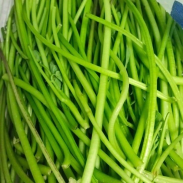 红薯梗