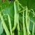 【精选】高山四季豆无筋豆架豆王豆角基地直供