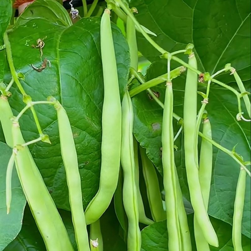 【精选】高山四季豆无筋豆架豆王豆角基地直供