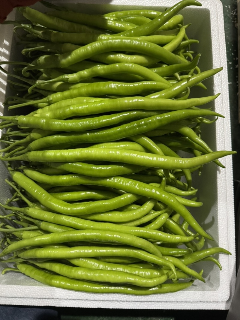 恩施富硒线椒、菜椒