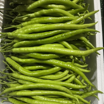 恩施富硒线椒、菜椒