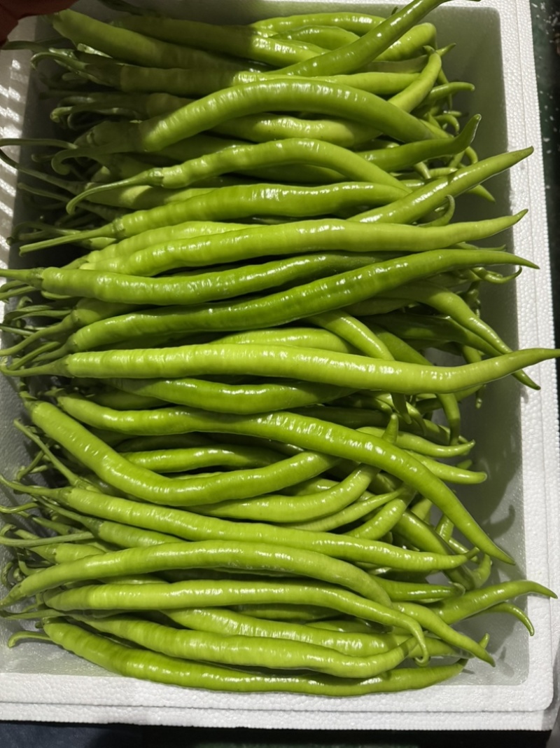 恩施富硒线椒、菜椒