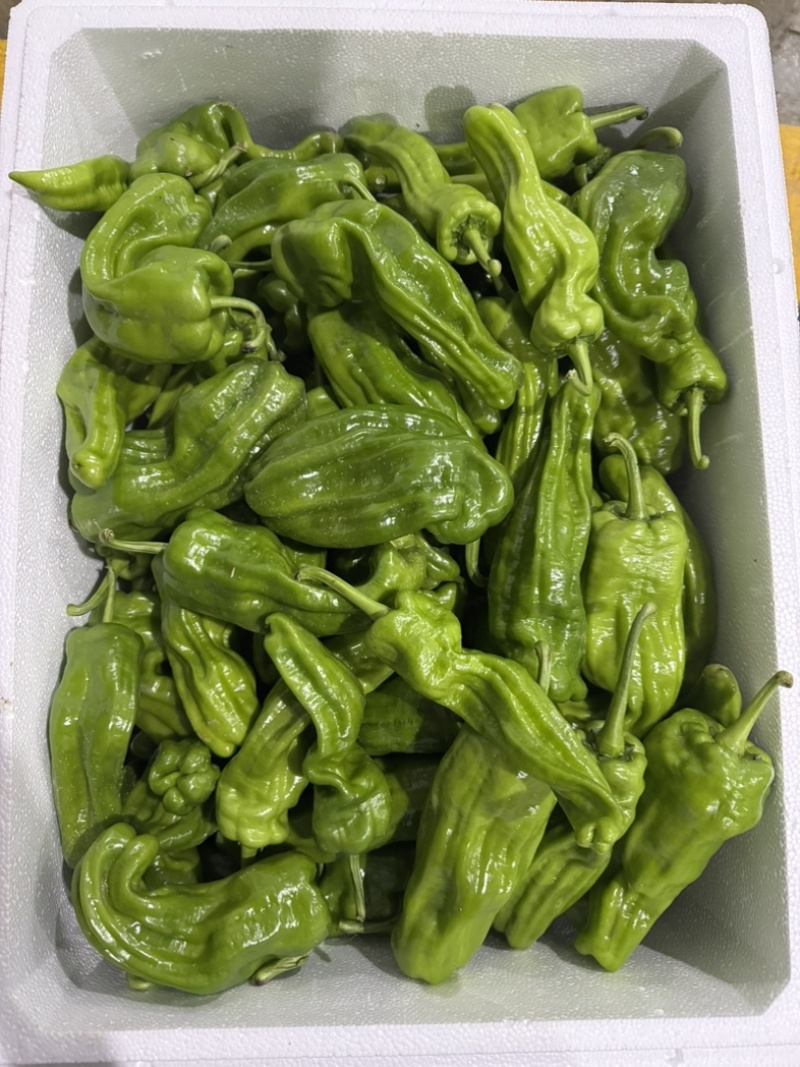 恩施富硒线椒、菜椒