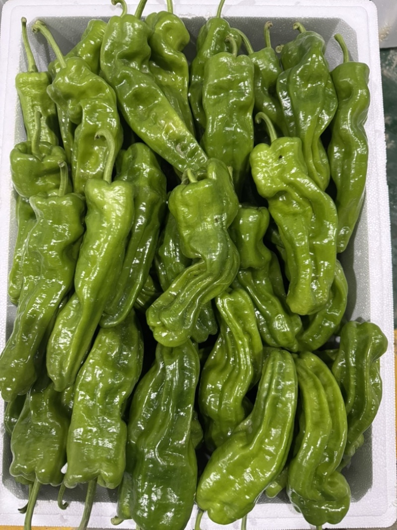 恩施富硒线椒、菜椒