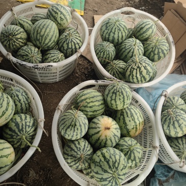 大棚美都，次瓜！需要联系