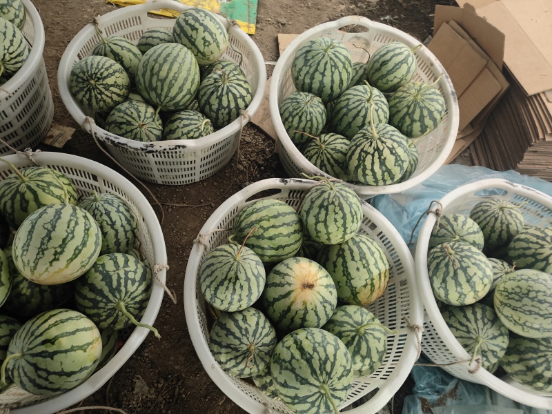 大棚美都，次瓜！需要联系
