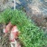 白花舌草鲜货，干货预定中