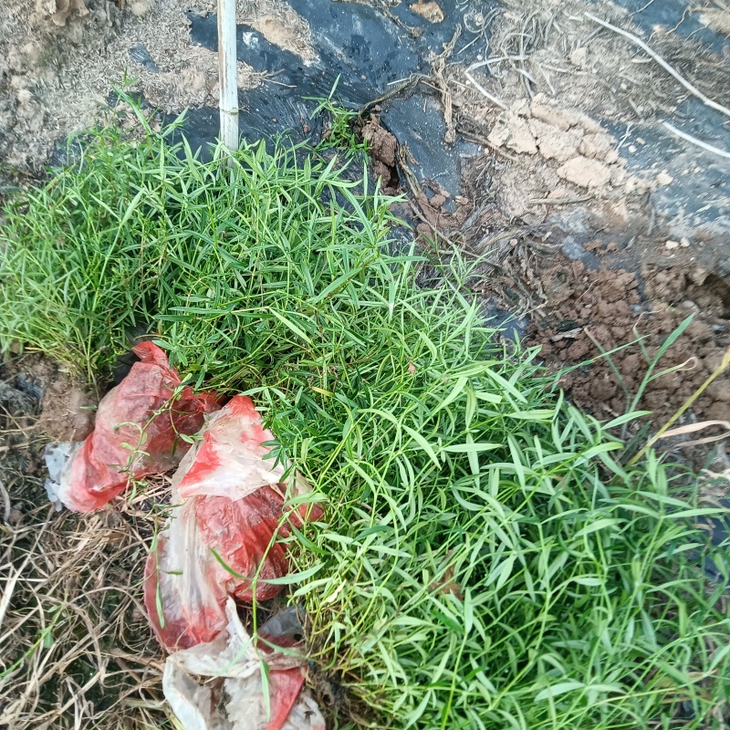 白花舌草鲜货，干货预定中