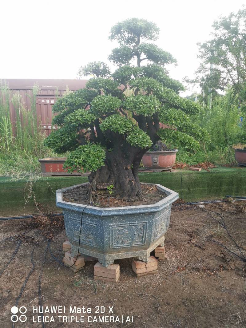 金蛋子
