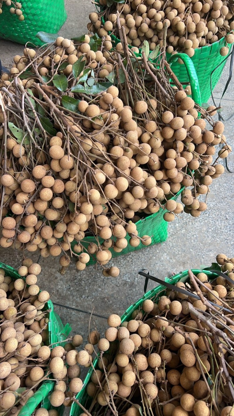 广西龙眼大量上市专业供应对接巿场货、电商货、加工货